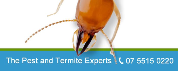 Professional Pest Control on the Gold Coast